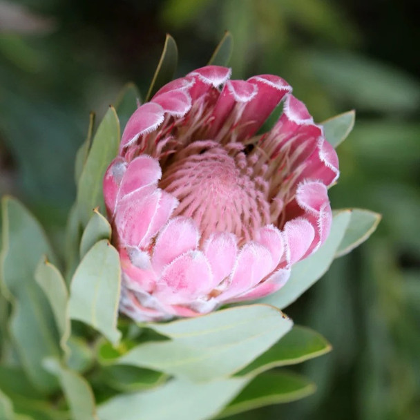 Protea 'Pink Pearl'