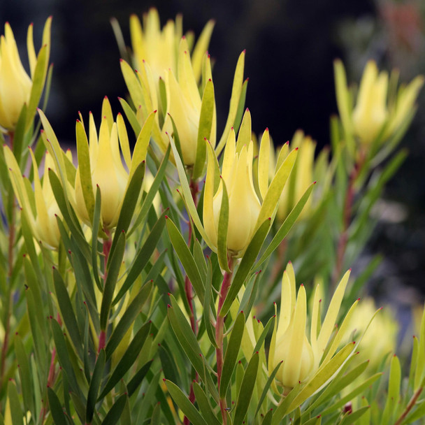 Leucadendron 'Inca Gold'