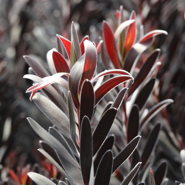 Leucadendron 'Burgundy Sunset'