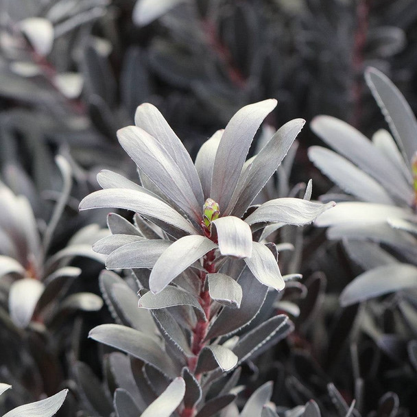 Leucadendron 'Burgundy Sunset'