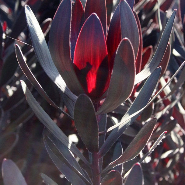 Leucadendron 'Burgundy Sunset'