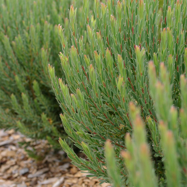 Leucadendron 'Strawberry Fair'