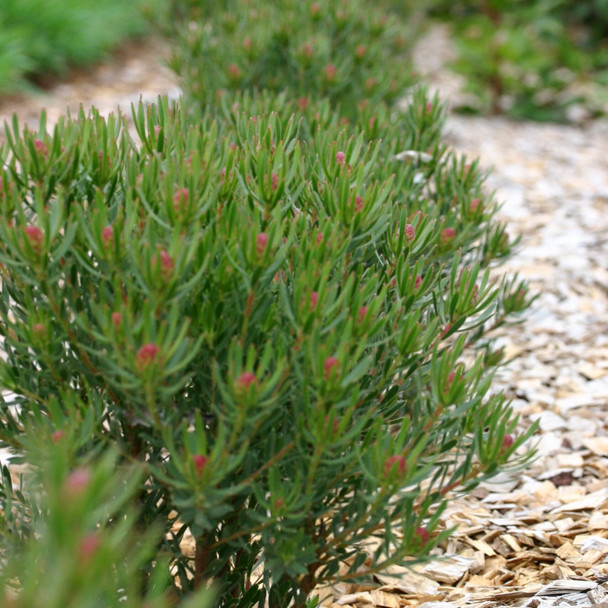 Leucadendron 'Strawberry Fair'