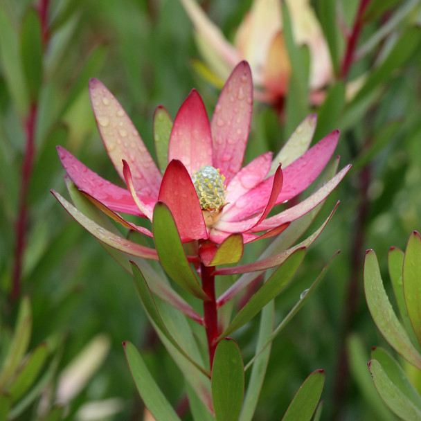 Leucadendron 'Safari Sunset'