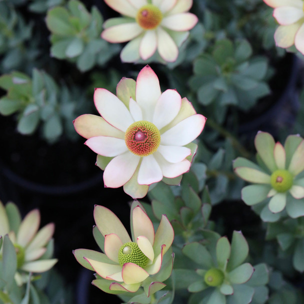 Leucadendron 'Summer Flame'