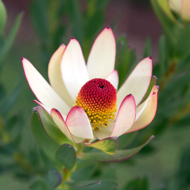 Leucadendron 'Summer Flame'