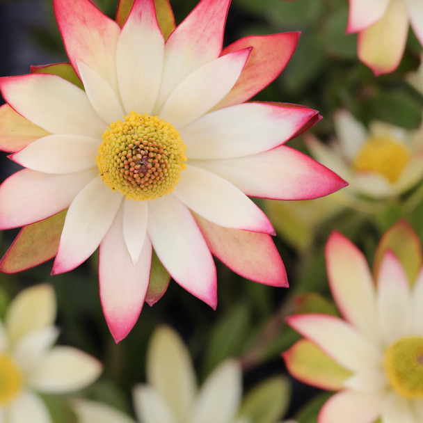 Leucadendron 'Harvest'
