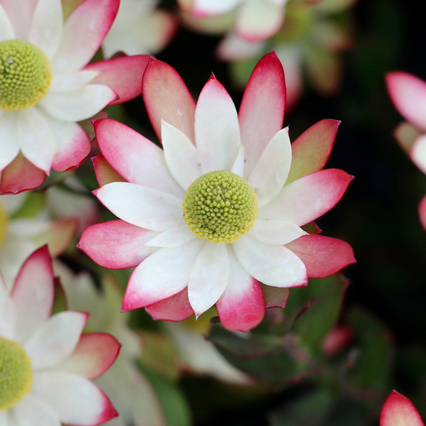 Leucadendron 'Harvest'