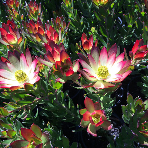 Leucadendron 'Harvest'
