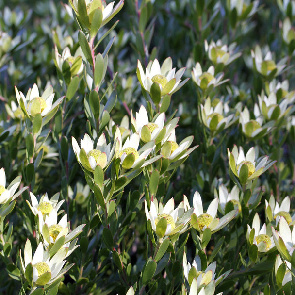 Leucadendron 'Harvest'