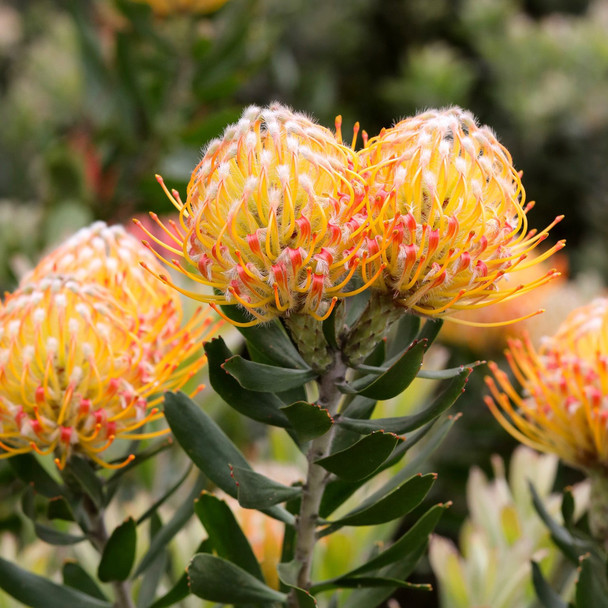 Leucospermum 'Carnival Orange'