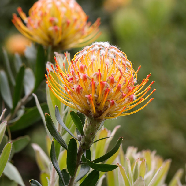 Leucospermum 'Carnival Orange'