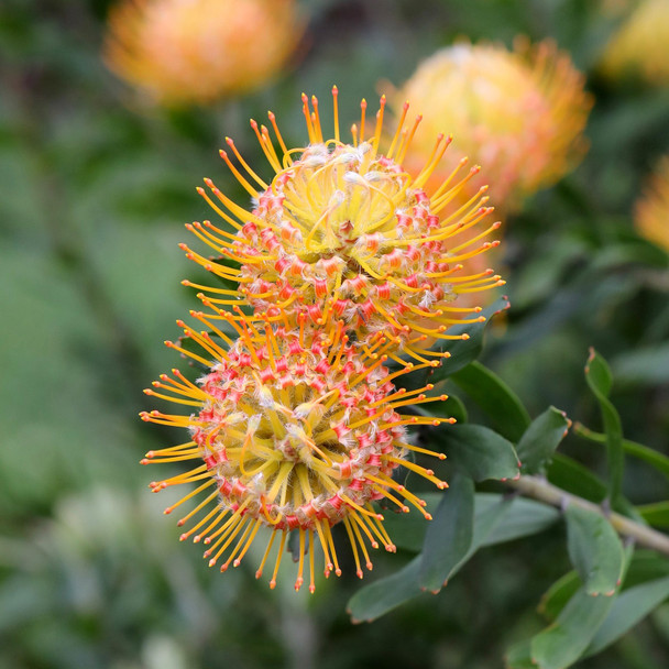 Leucospermum 'Carnival Orange'