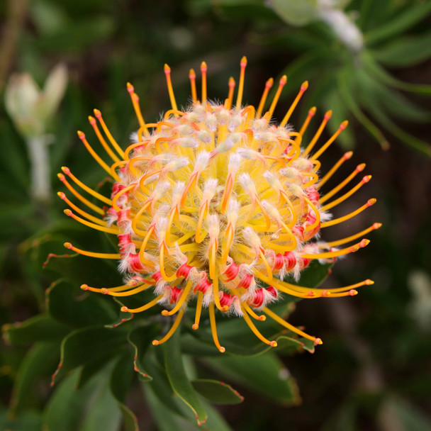 Leucospermum 'Carnival Orange'