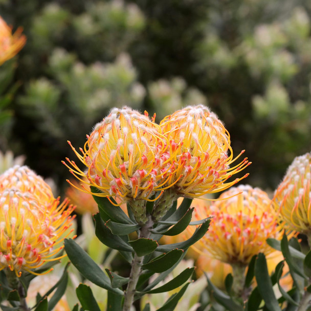 Leucospermum 'Carnival Orange'