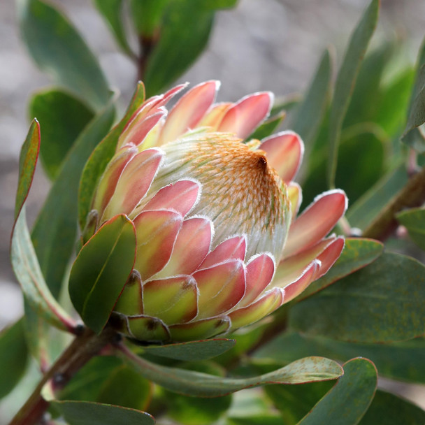 Protea 'White Ruby'
