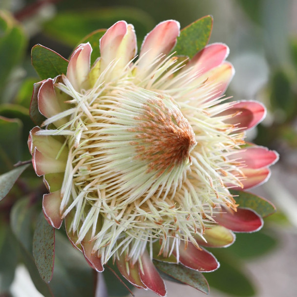 Protea 'White Ruby'