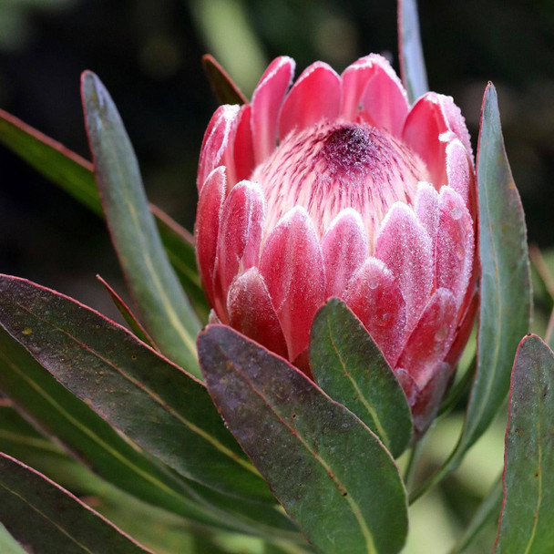Protea 'Pink Ice'