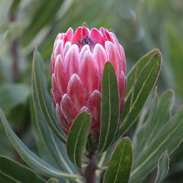 Protea 'Pink Ice'