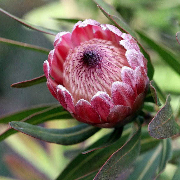Protea 'Pink Ice'
