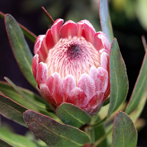 Protea 'Pink Ice'