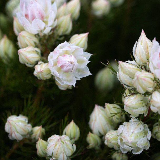 Serruria 'Blushing Bride'