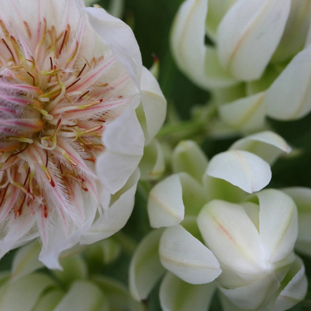 Serruria 'Blushing Bride'