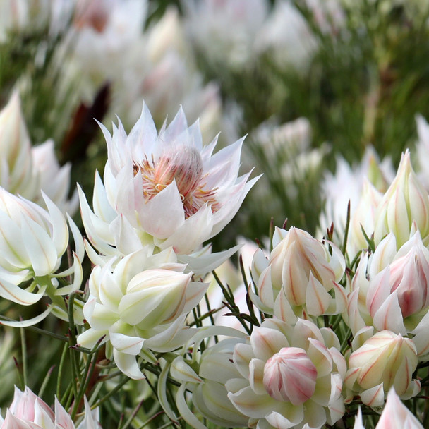 Serruria 'Blushing Bride'
