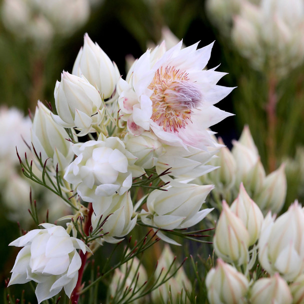 Serruria 'Blushing Bride'