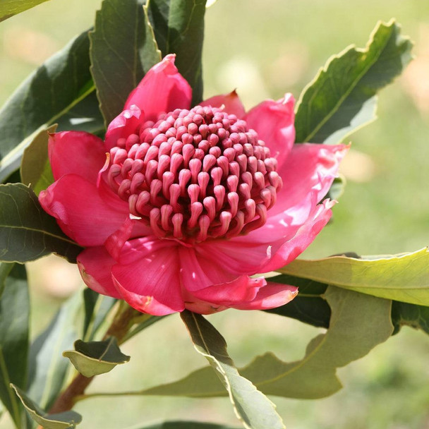 Waratah 'Enchanted Dawn' Telopea