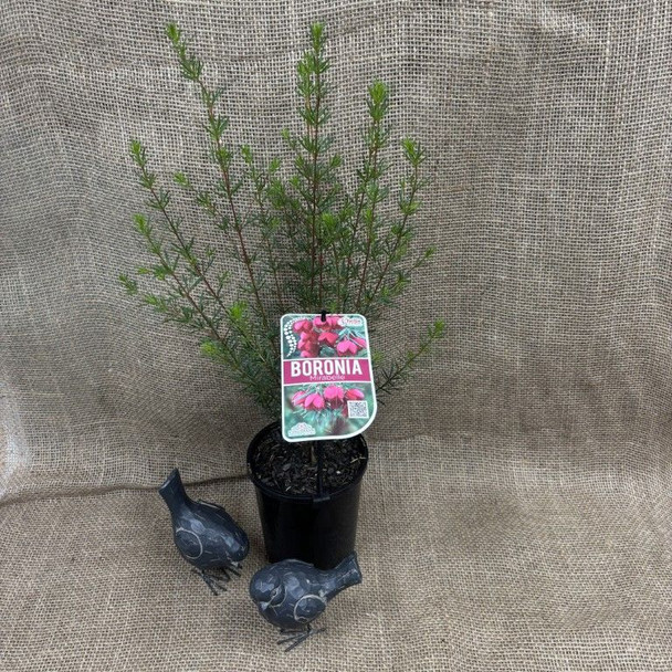 Boronia Mirabelle