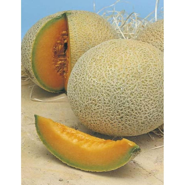 Pea Greenfeast Seed Packet
