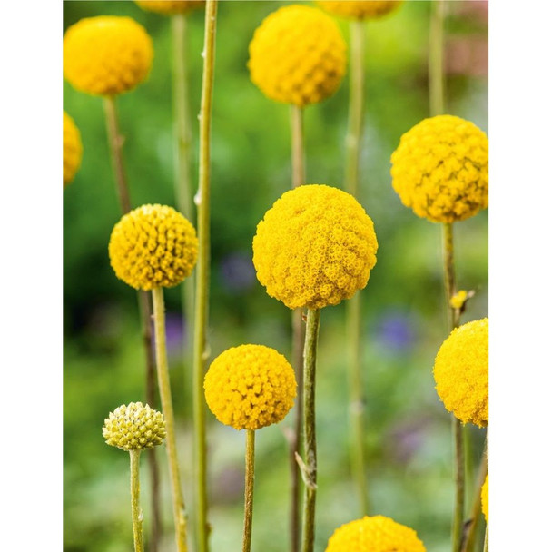 Billy Button Wildflower Seeds Packet