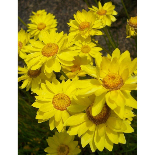Golden Everlastings Wildflower Seeds Packet