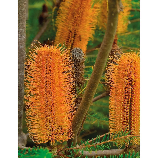 Heath Banksia Wildflower Seeds Packet