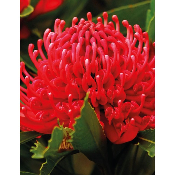 Nsw Waratah Wildflower Seeds Packet