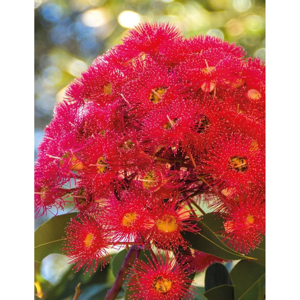 Red Flowering Gum Wildflower Seeds Packet