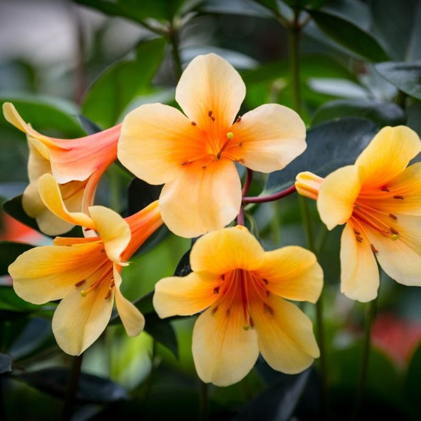 Vireya Rhododendron 'Dixie'