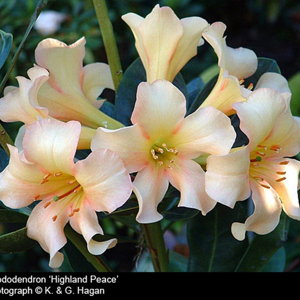Vireya Rhododendron 'Highland Peace'