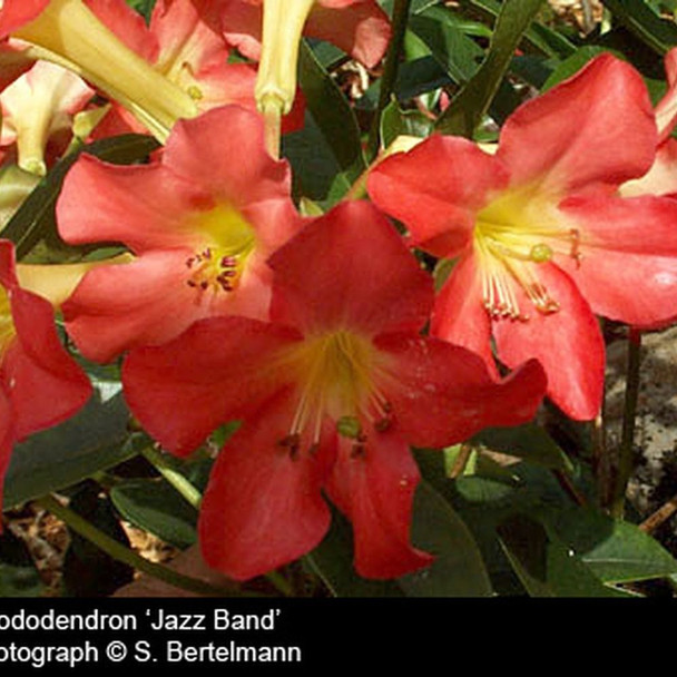 Vireya Rhododendron 'Jazz Band'