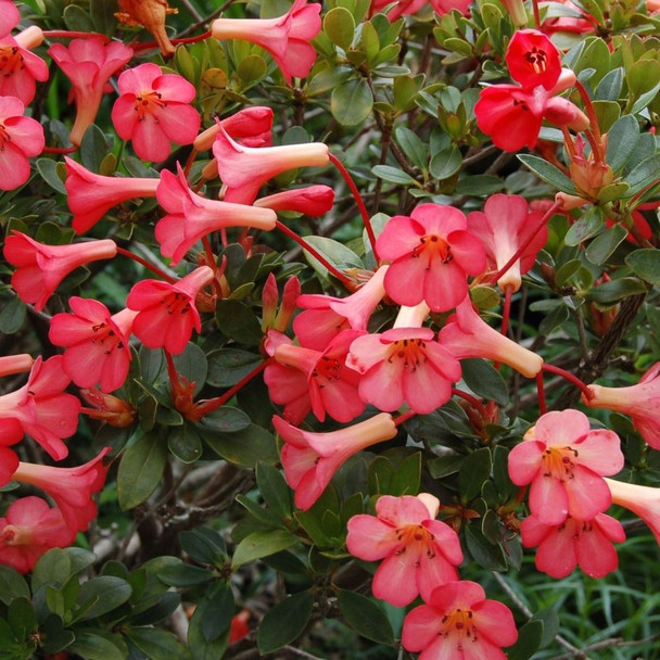 Vireya Rhododendron 'Saxon Glow'