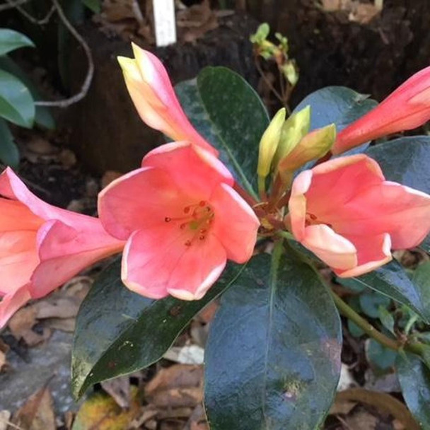 Vireya Rhododendron 'Sylvonia'