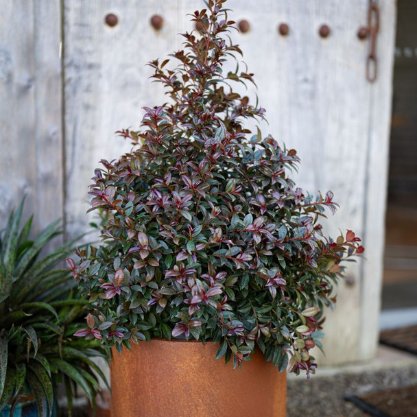 Syzygium Cheeky Little Red Lilly Pilly