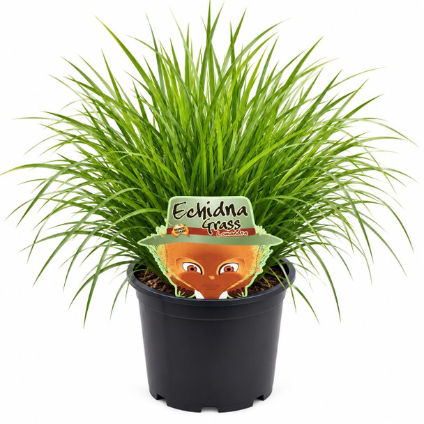 Lomandra Echidna Grass
