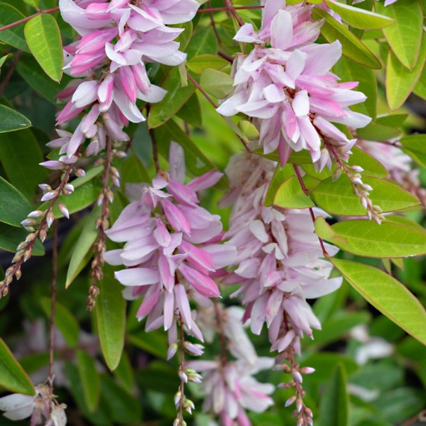 Indigofera 'Stupendulous Pink'