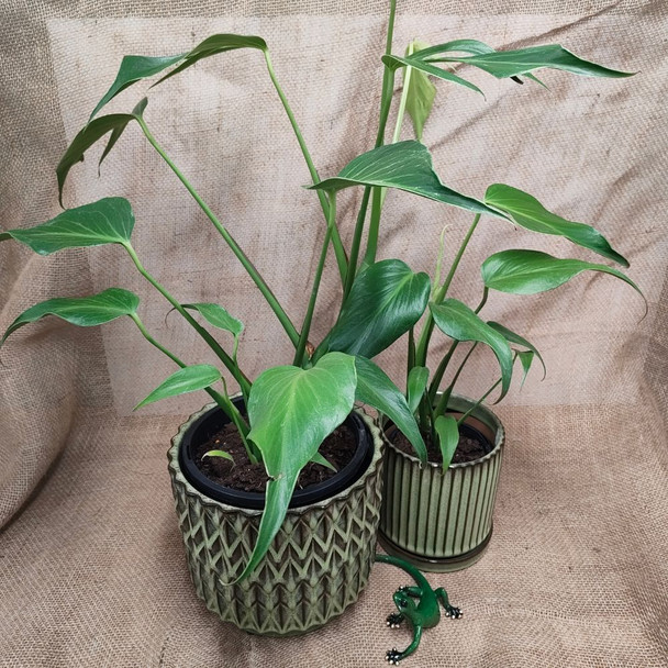 Monstera Burle Marx Flame 125 and 200mm pots