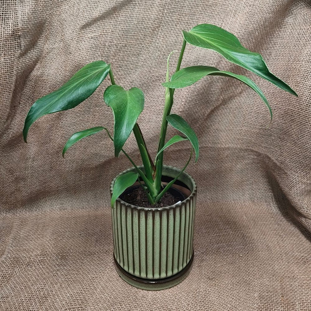 Monstera Burle Marx Flame 125mm pot