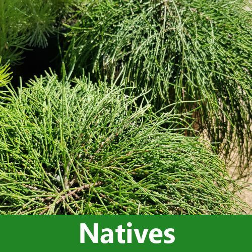 Plants for Every Garden Four Seasons Nursery Sydney