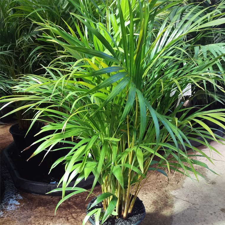 Golden Cane Palm