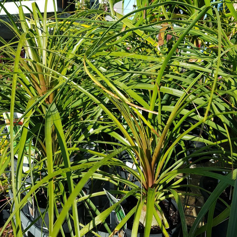 Ponytail Palm